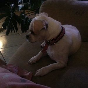 Meet your Posher, Carmen